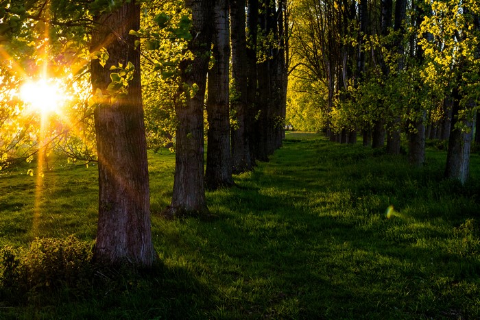 Sunlight through trees in a grassy forest