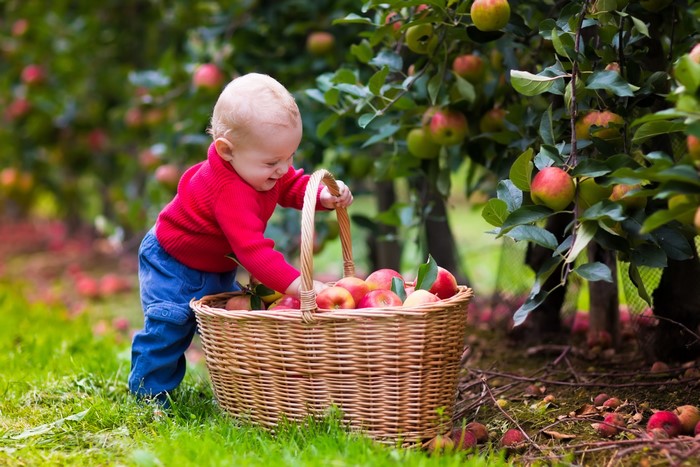 Baby boy picking apples in a wicker basket