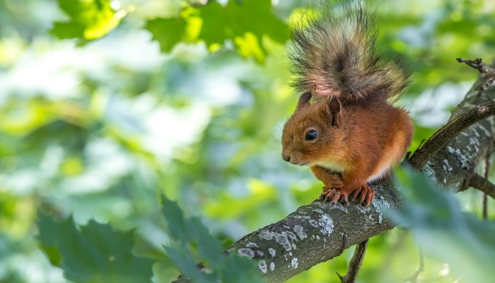 Red squirrel sitting on a tree branch