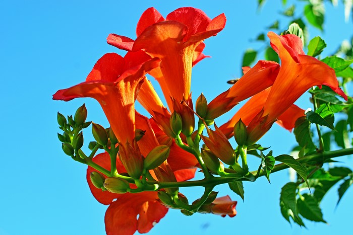 Orange Campsis flowers against a blue sky