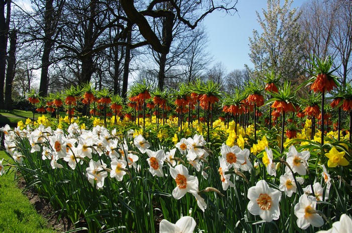Daffodils and Fritillaria imperialis at Keukenhof Gardens, Netherlands