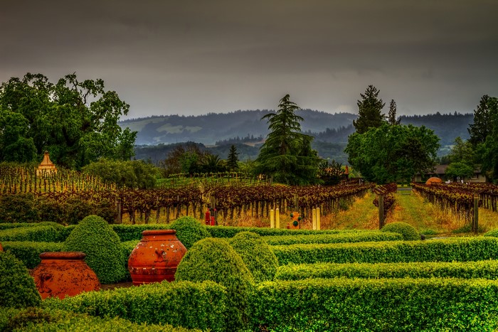 Vineyard garden with large terracotta pots and manicured shrubs