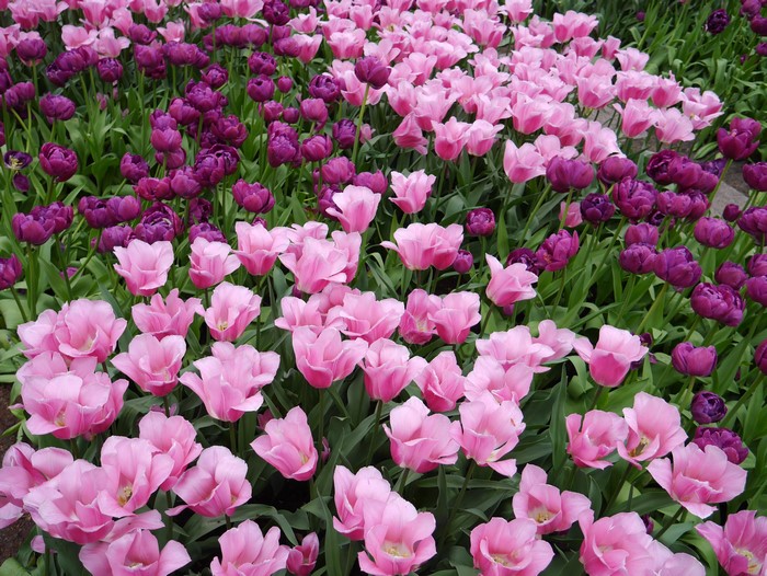 4K Tulips