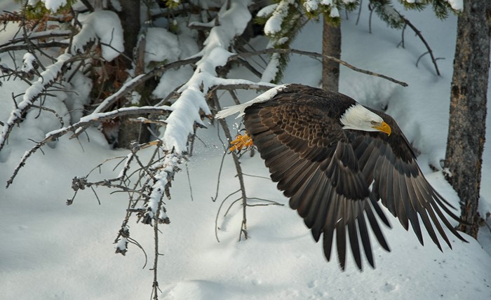 Bald Eagle in Flight over Snowy Forest