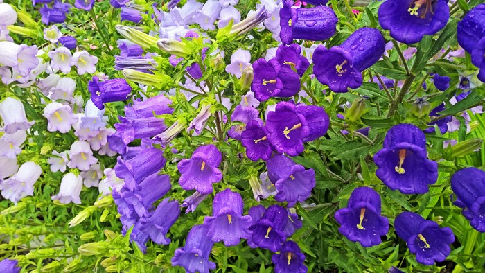 4K Campanula flowers closeup