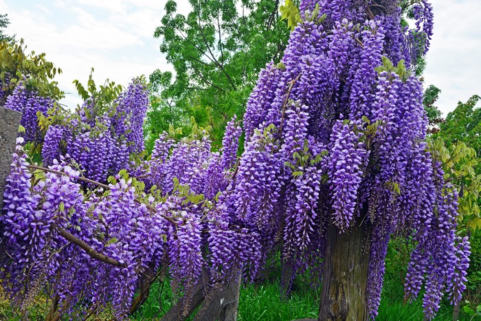 4K Wisteria Flowers