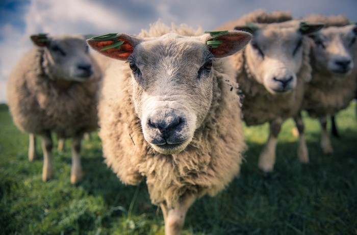 Close-up of a sheep's face with other sheep behind
