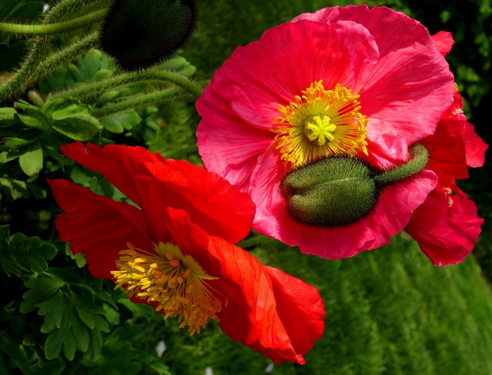 4K Poppies Closeup
