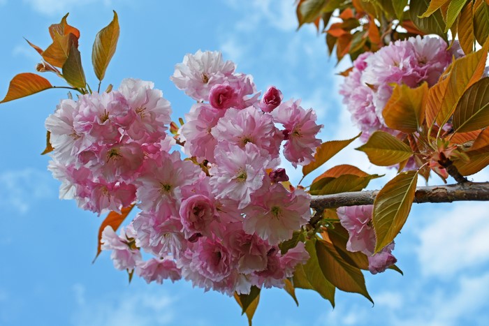 Pink cherry blossoms on a branch against a blue sky