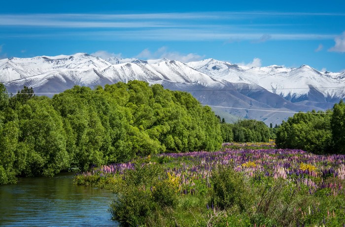 River and Lupins with Snow-Capped Mountains in New Zealand