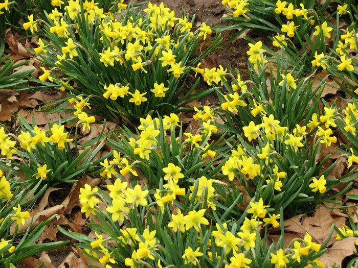 A field of yellow daffodils in bloom
