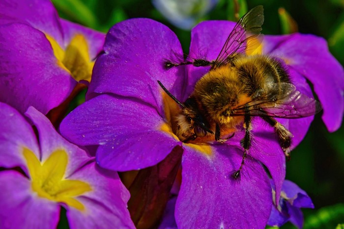 Bee on a purple primula flower