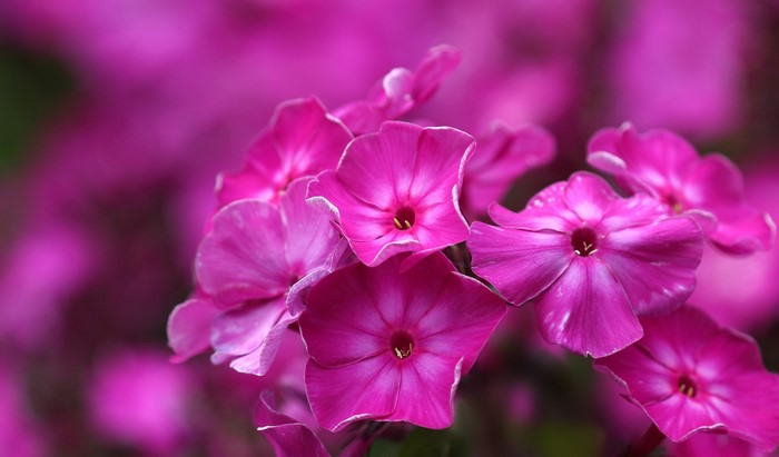 Close-up of Pink Phlox Flowers