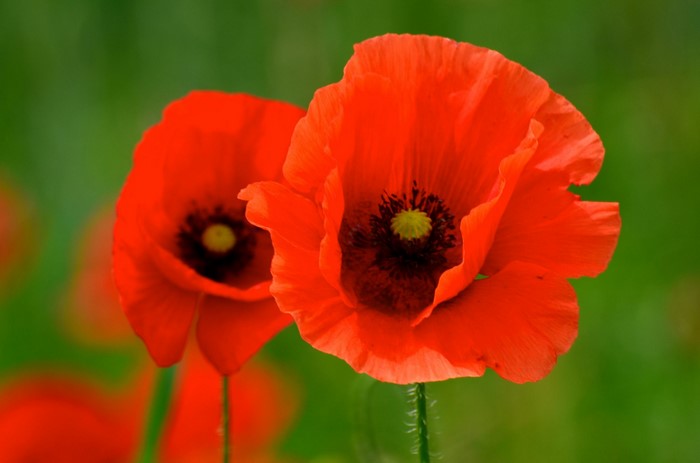Two red poppies in a field
