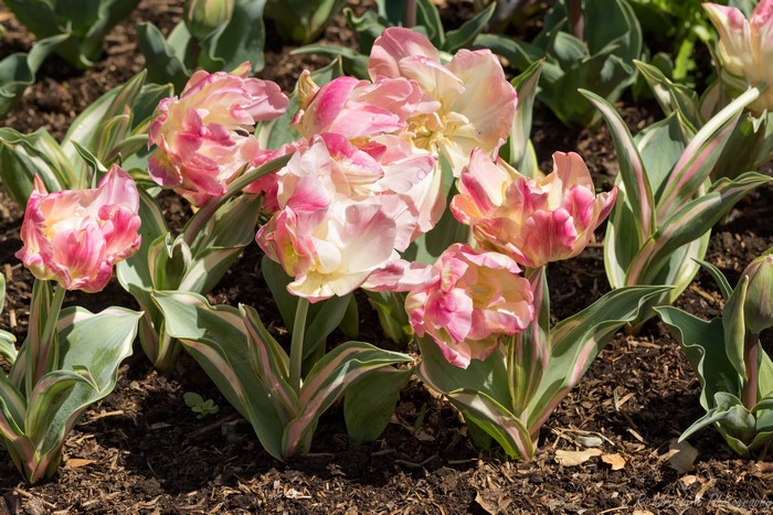 4K Tulips Closeup Soil