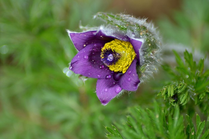 Purple Pulsatilla flower with water droplets