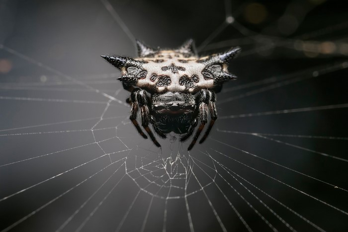 Spiny Orb Weaver Spider on Web