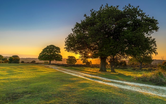 Sunrise over a grassy field with trees and a dirt road