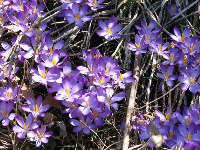 Purple crocuses blooming among dry grass