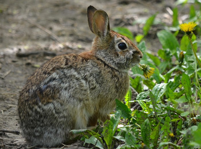 A rabbit eats a dandelion in the grass