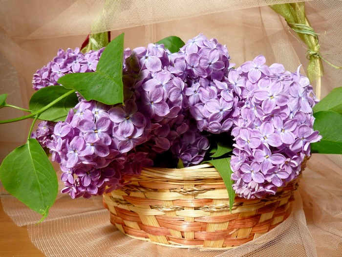 Lilac flowers in a wicker basket
