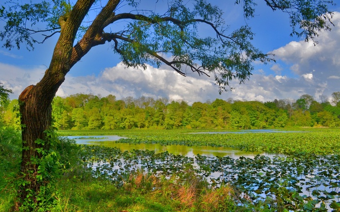 Tree overlooking a pond with lily pads