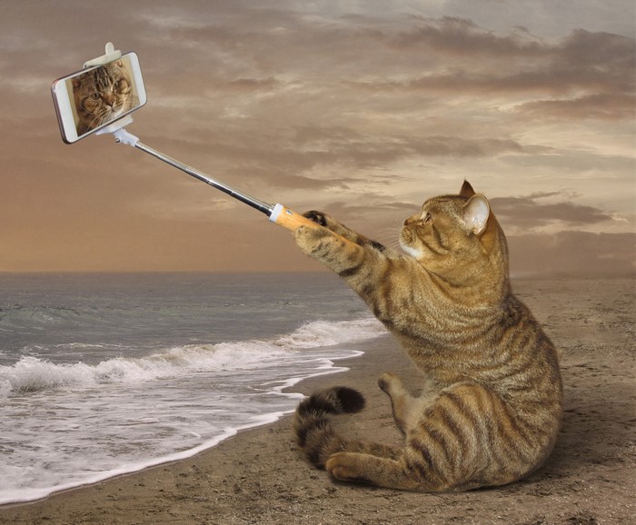 Cat taking a selfie on the beach