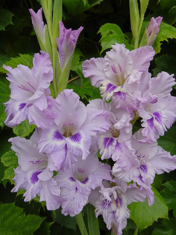 Close-up of light purple Gladioluses with water droplets