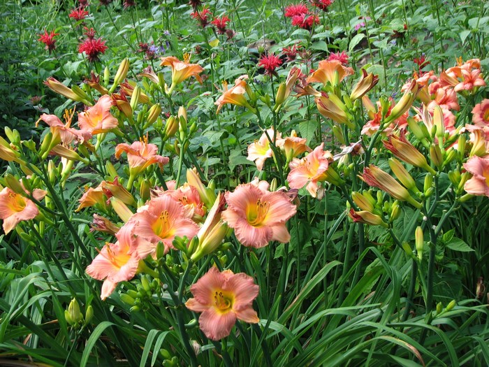 Peach Daylilies and Red Bee Balm Flowers