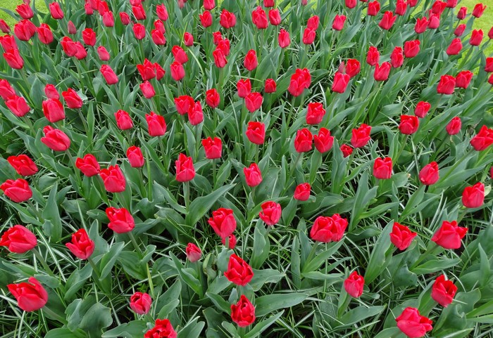 Many Red Tulips