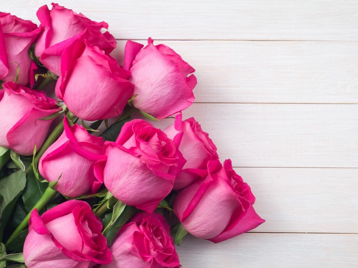Pink roses on a white wooden background