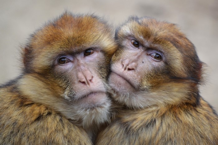 Monkeys Two Snout Hug HD Wallpaper Rare Gallery   827614 Monkeys Two Snout Hug 