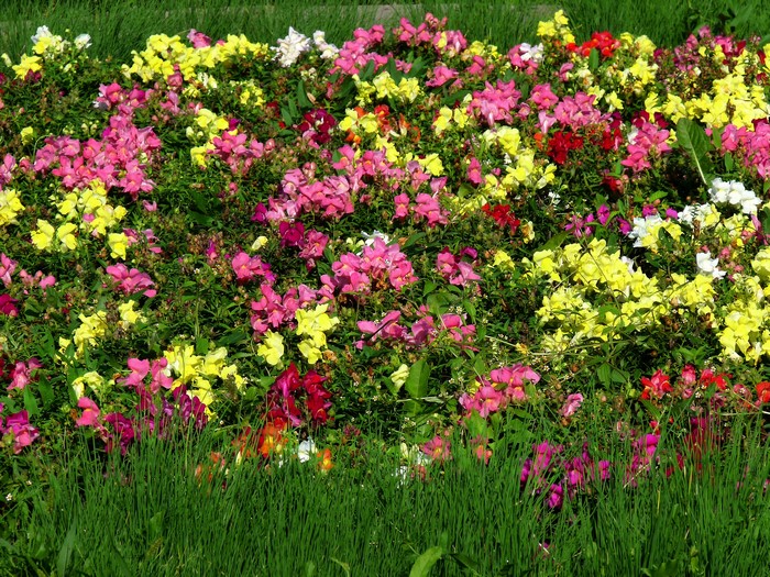 Snapdragons and grass in a garden bed