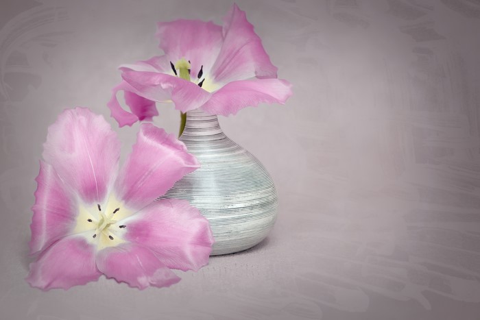 Pink Tulips in a Striped Vase