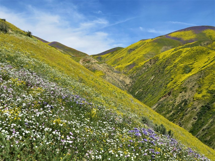 Wildflowers blooming on hills in Carrizo Plain, California