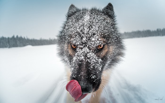 Wolf with snow on its face licking its nose