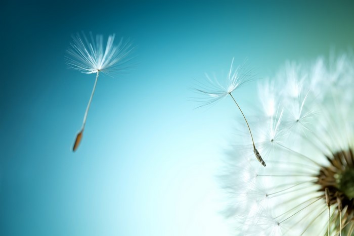Dandelion seeds flying in the wind