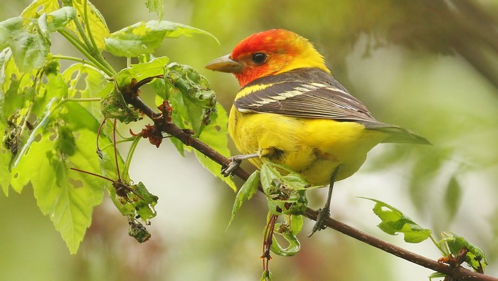 Western Tanager perched on a branch with green leaves