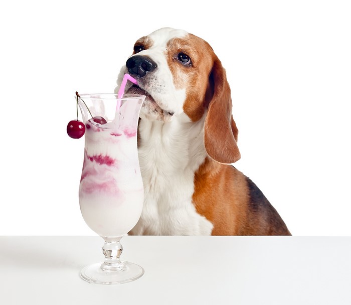 Beagle drinking a cherry cocktail