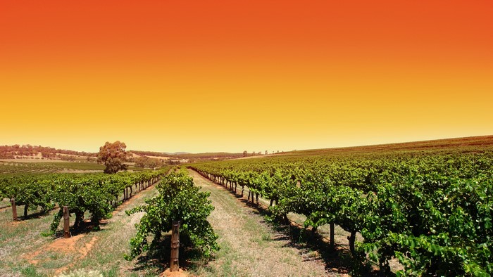 Vineyard in Barossa Valley, Australia