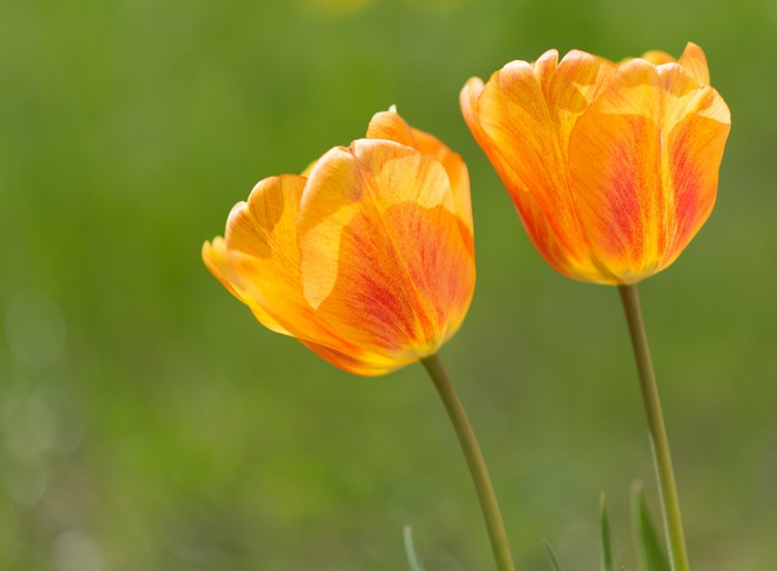 Two orange and yellow tulips in a field