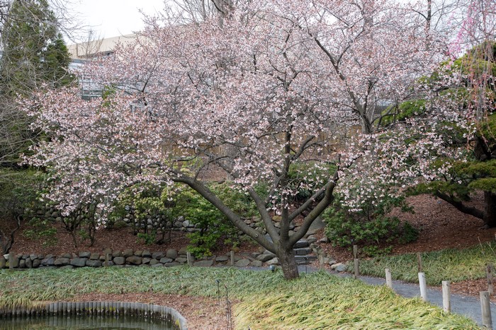 Flowering Cherry Tree at Brooklyn Botanic Garden