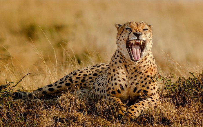 Cheetah yawning in tall dry grass