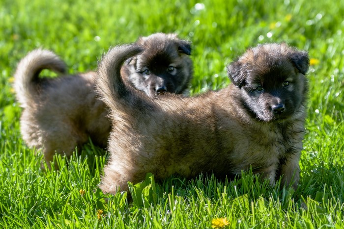 Two Shepherd puppies in green grass