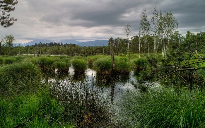 A marshy landscape with tall grasses and trees