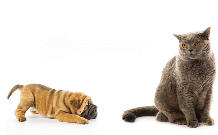 Shar Pei puppy and British Shorthair cat on white background