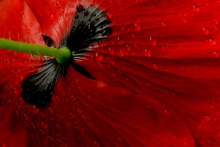 Macro shot of a red poppy with water droplets