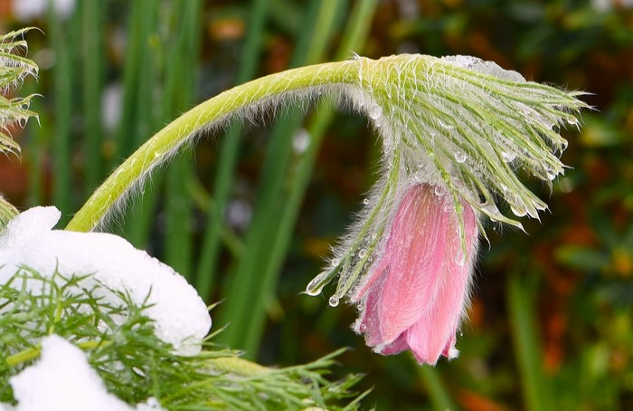 Pink Pulsatilla flower covered in snow and water droplets