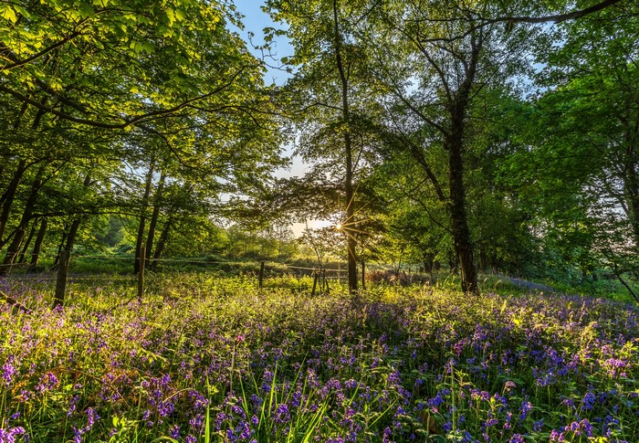 Sunlight Through Trees in Bluebell Wood, Rockford, England