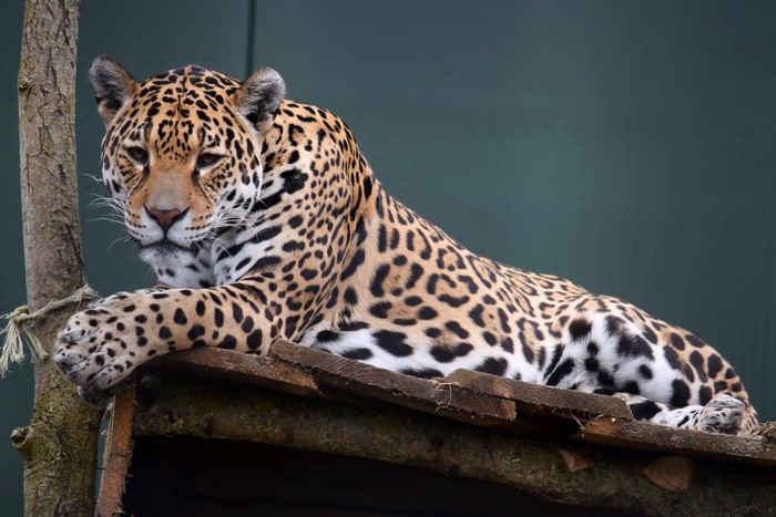 Jaguar resting on wooden platform